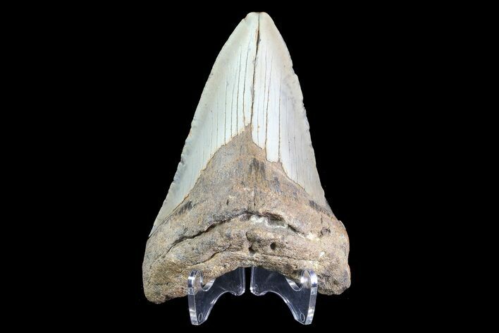 Bargain, Megalodon Tooth - North Carolina #83942